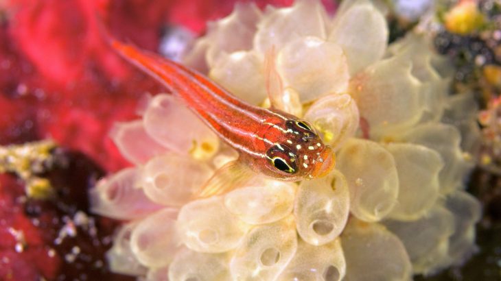 A new study from the University of Adelaide has revealed that some fish develop larger sex organs when they are exposed to high levels of CO2.