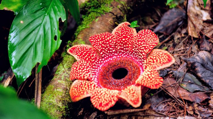 Scientists have assembled the most complete DNA sequence of mysterious parasitic plants to date.