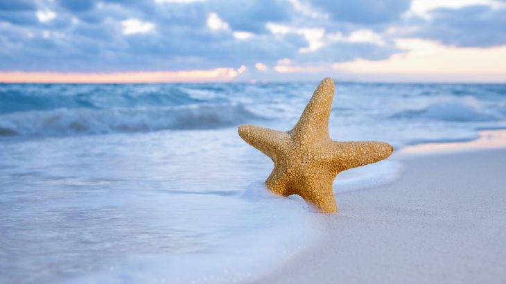 Researchers at the University of Cambridge have identified a fossil of the earliest known starfish relative.