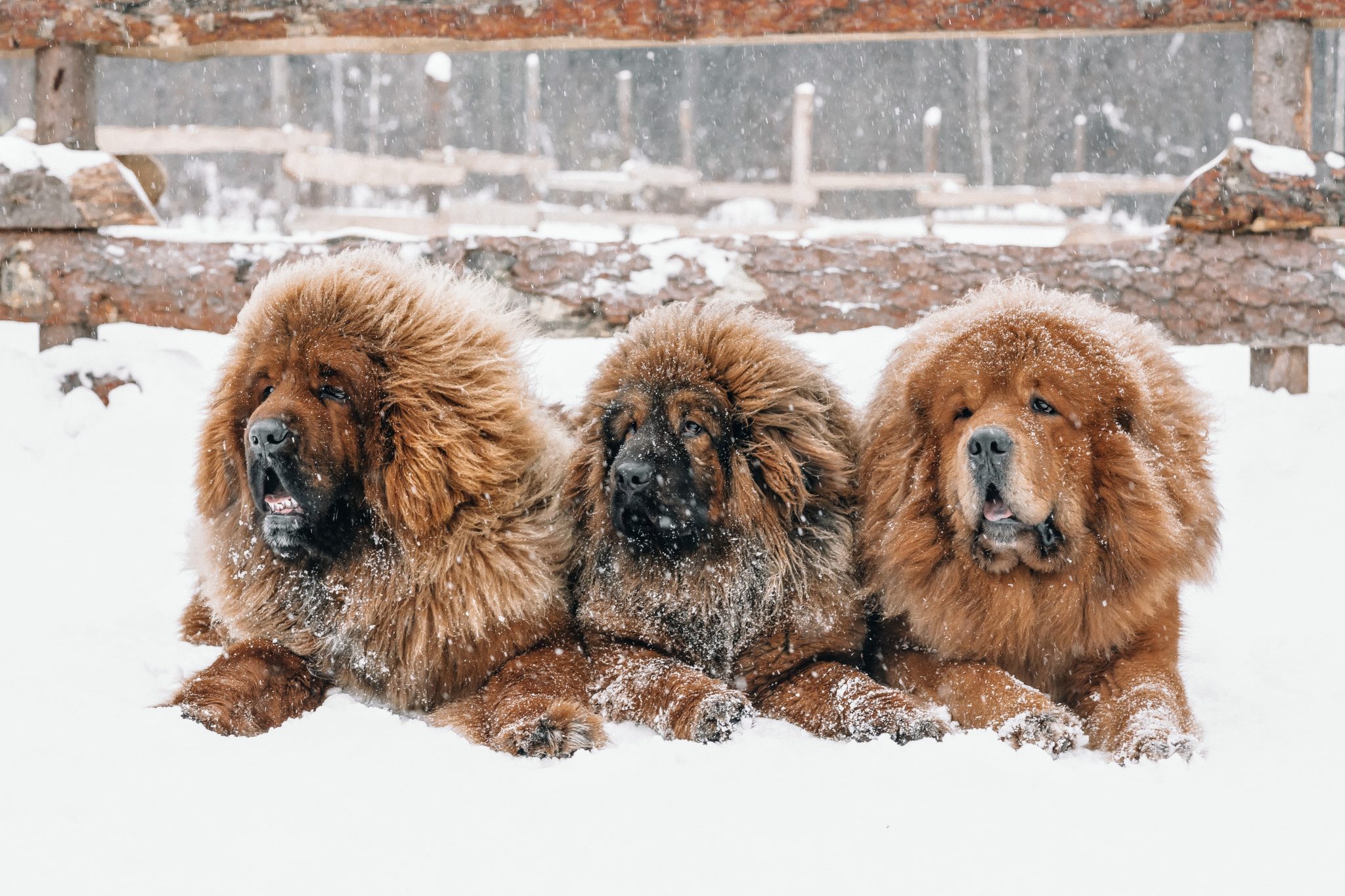 The First American Settlers Arrived With Their Dogs Earth native-americans-in-colonial-america