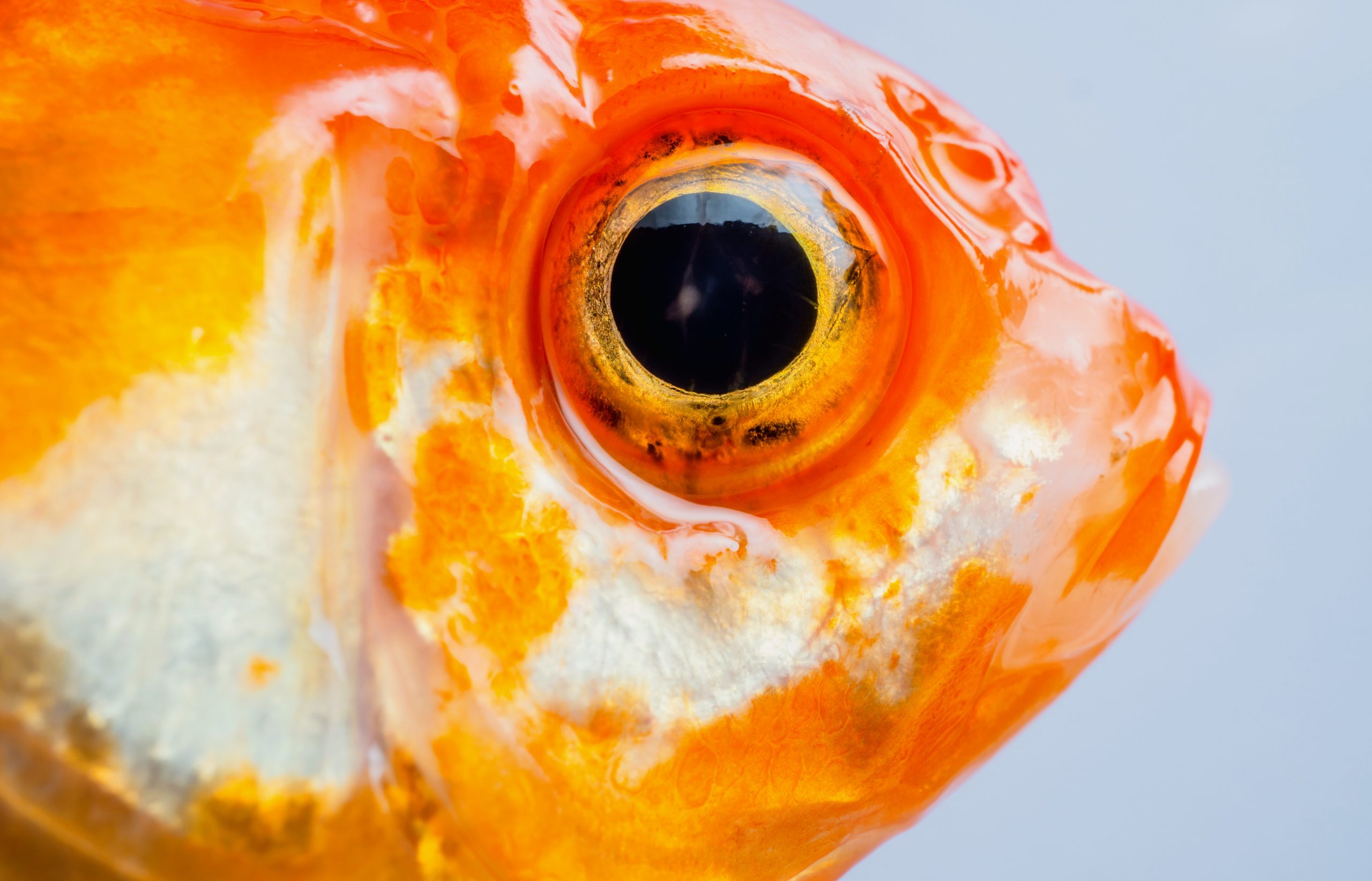 Fish Eyeball