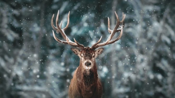 A new study describes the strong influence that humans have on wildlife movement.
