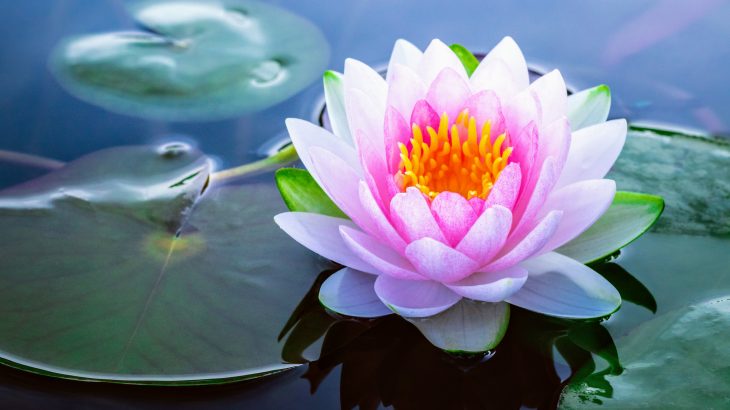 A new study from the University of Bristol may have just revealed the origin of flowering plants, a puzzle that even Charles Darwin once attempted to solve