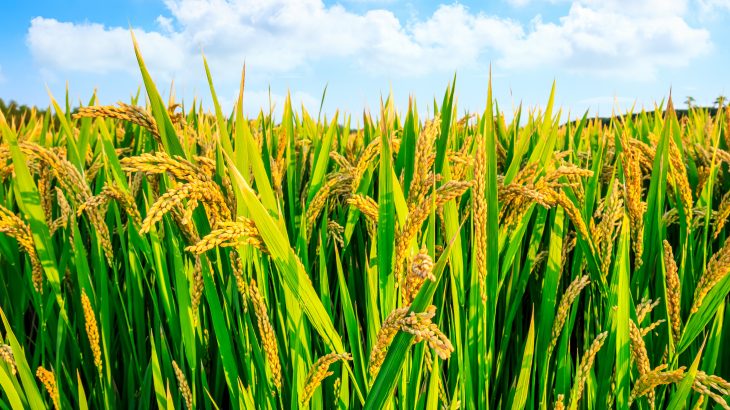 A team of experts led by Aalto University reports that trade restrictions by a few countries could have far-reaching consequences for crop prices and food security.