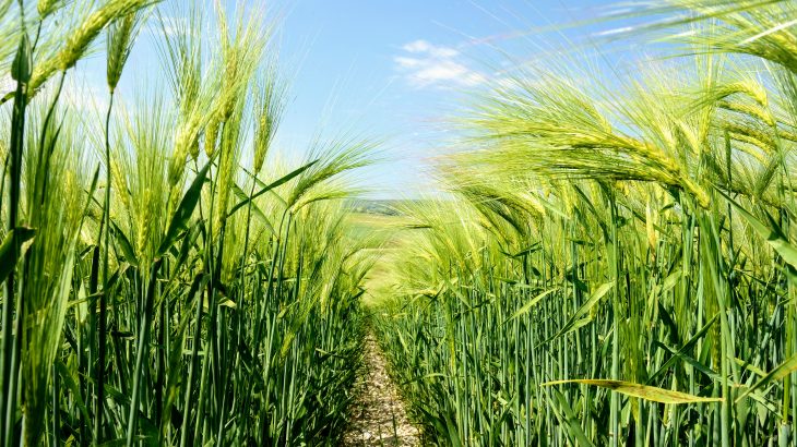 Scientists at Penn State have discovered a trait that provides some cereal crops with roots that can push through dry, compacted soils