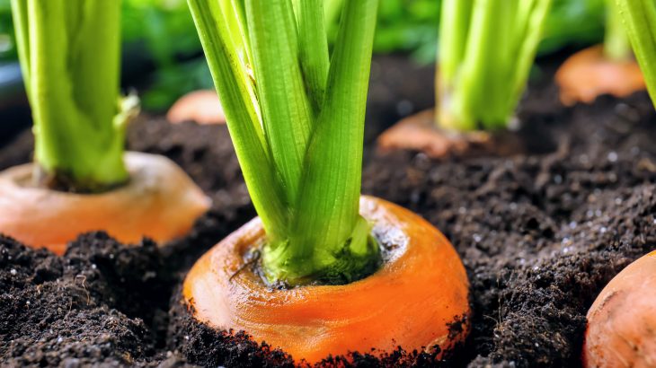 A new study from the American Society of Agronomy has investigated sources of food contamination in the soil