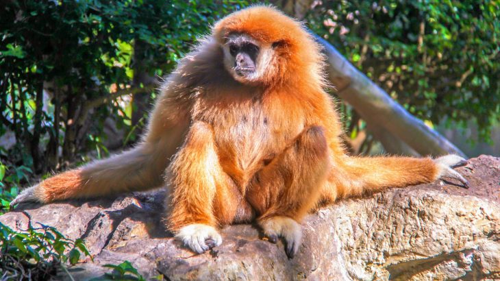 Mammals with habitats that have been affected by deforestation have higher levels of stress, according to a new study from the Field Museum.