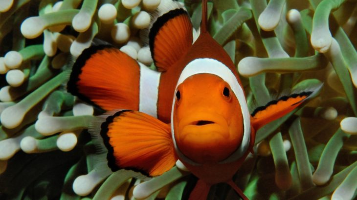 Researchers at Harvard University have identified simple genetic mutations that cause zebrafish fins to transform into complex limb-like structures