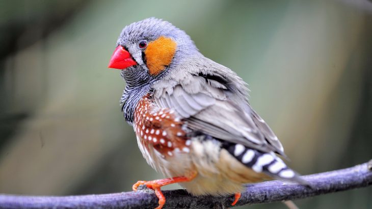 A gene that is linked to autism spectrum disorder (ASD) plays a critically important role in the memorization skills of songbirds