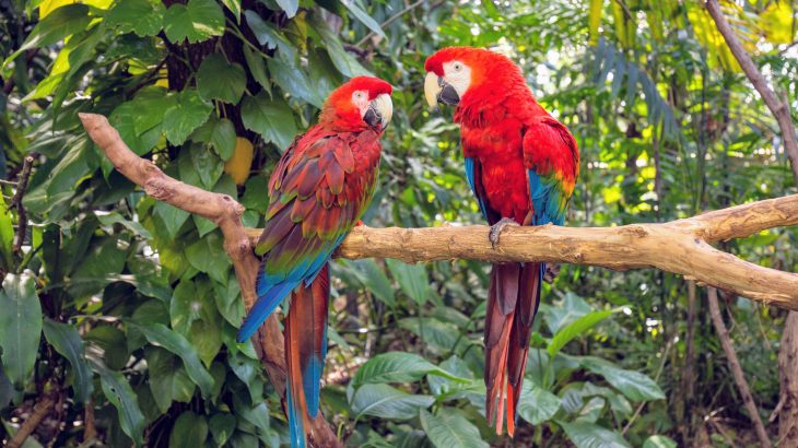 Understanding how birds species live in their natural habitats can help inform zoos on how to protect birds in captivity, according to research conducted by Dr. Paul Rose of the University of Exeter.