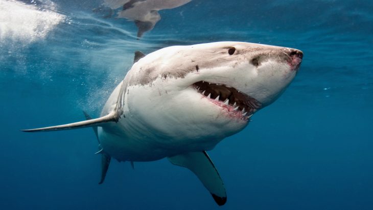 The experts report that there have been unprecedented sightings of juvenile white sharks at the northern end of Monterey Bay, which is a major shift in their range.