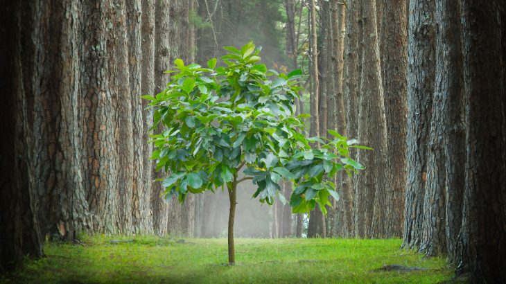 Researchers at Linköping University have developed biosensors that can monitor the health of plants in real time.