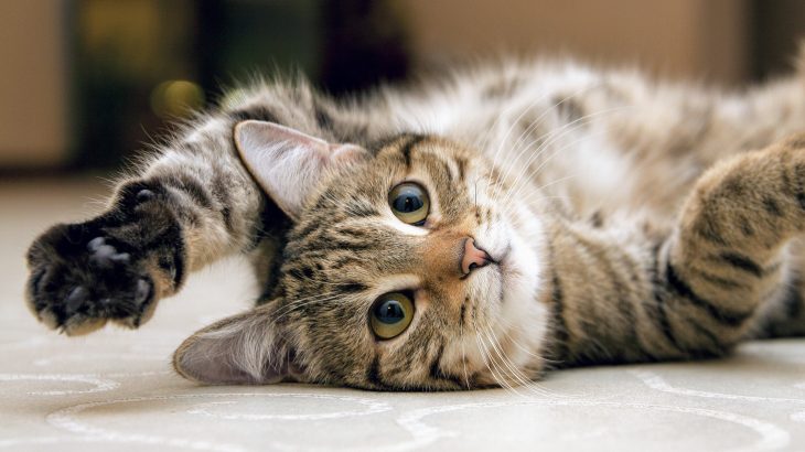 The experts also discovered that cats will hunt for wildlife less when their owners play with them on a daily basis.