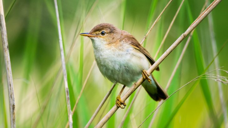 The researchers found that reed warblers detect geomagnetic signatures that can guide them back to their migratory route after they have been displaced.