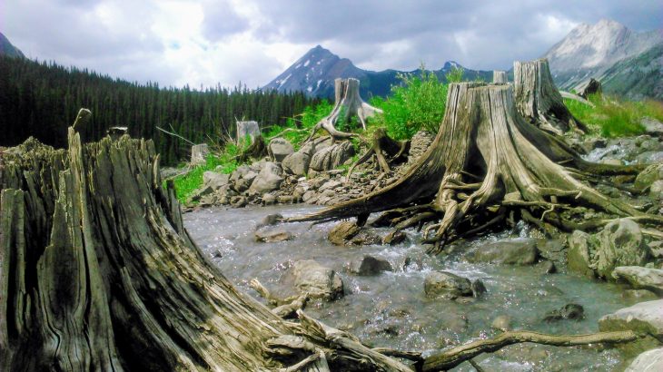 A new study from Oregon State University has found that while the rate of deforestation is reduced in protected areas, it is still not prevented