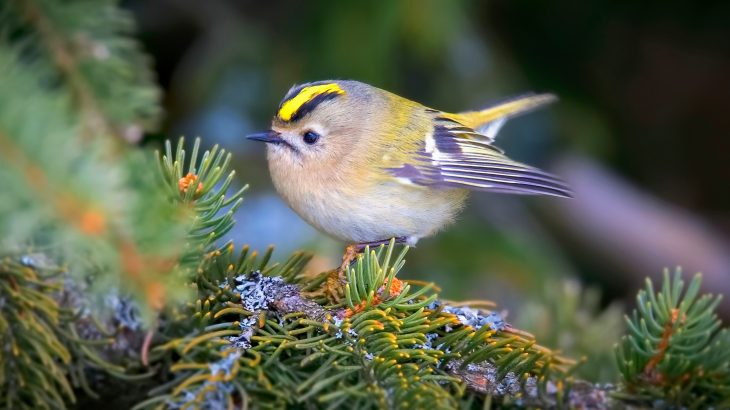 Birds grow thicker down feathers to survive the cold conditions in high elevations, according to a new study.