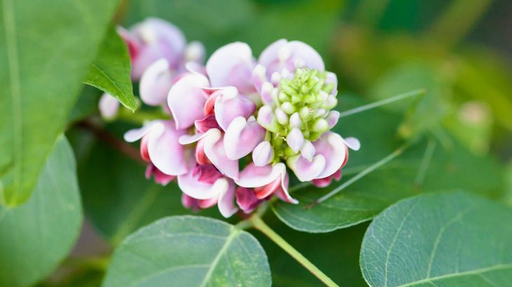 Potato beans have the potential to support healthier, more sustainable diets in the UK, according to a study from the University of Aberdeen Rowett Institute