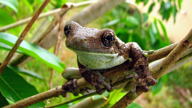 In a new study published by PLOS, scientists have observed some unexpected breeding behavior among Brazilian treefrogs.
