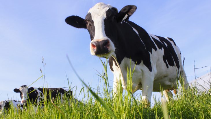 Rising temperatures could have a major impact on livestock production of meat and milk in East Africa, according to a new study from CIAT.
