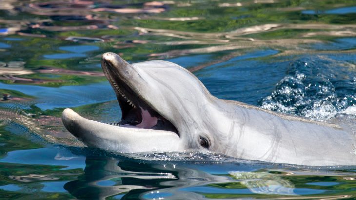 The 2010 Deepwater Horizon oil spill in the northern Gulf of Mexico had a lasting impact on the immune function of bottlenose dolphins,