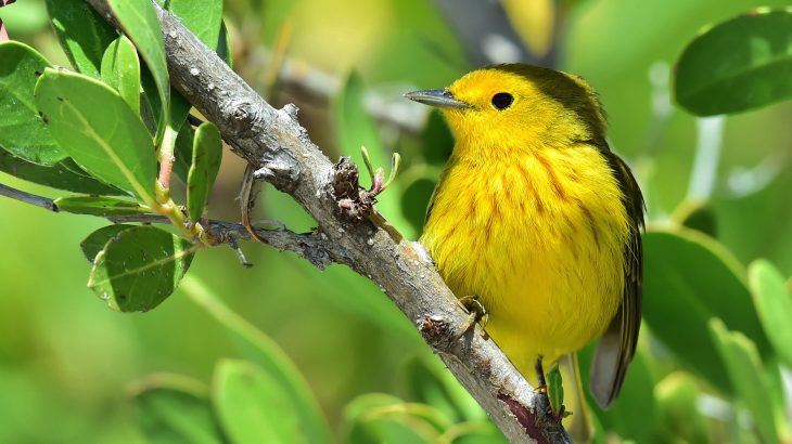 In a new study from UC Davis, experts have discovered that yellow warblers can track down their preferred climate over thousands of miles.