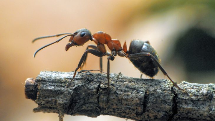 A species of jumping ants found in India, Harpegnathos saltator, engages in dueling tournaments to establish new leadership after the death of their queen.