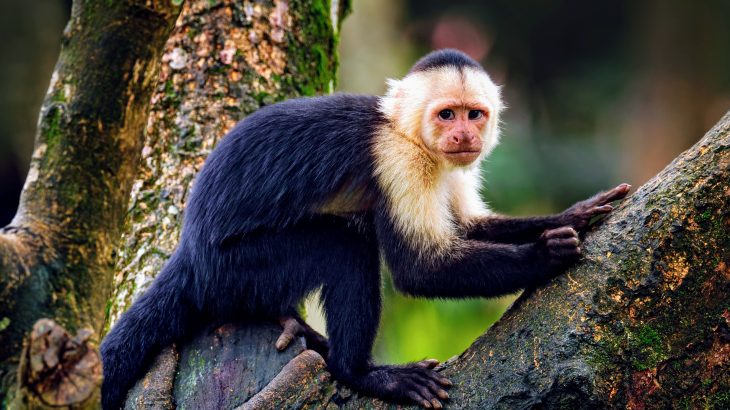 The genetic analysis has revealed new clues about the evolution of the exceptionally long lives and big brains of capuchin monkeys.