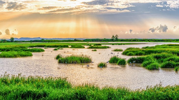 A team of researchers in the UK and India investigated the role of ecosystems in sanitation, and found that nature provides at least 18 percent of these services in 48 major cities.