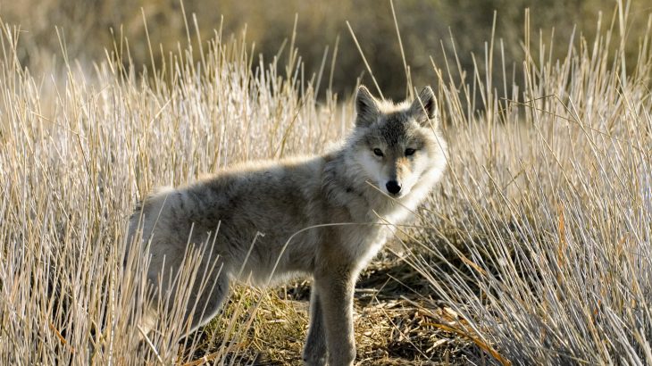 Wolves do not pose as much of a threat to grazing livestock as previously thought, particularly when they have access to natural landscapes