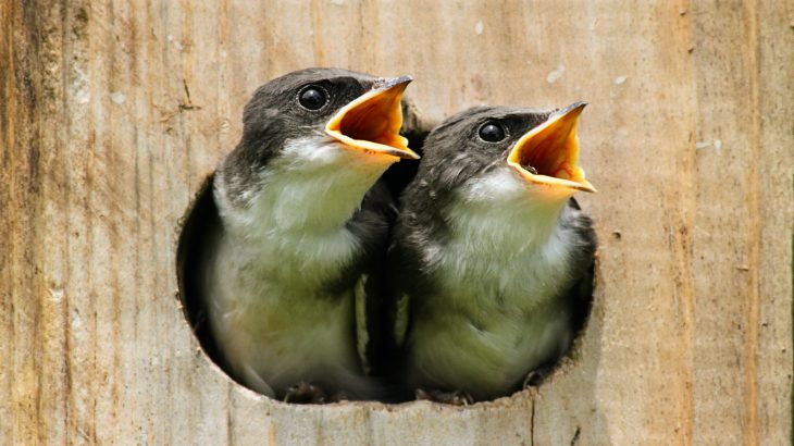 Noise from natural gas pipeline compressors does not deter birds from establishing nests nearby, but ultimately interferes with their reproductive success