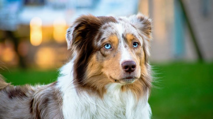 In a breakthrough study from Eötvös Loránd University, experts have found that dogs show signs of self-awareness by demonstrating the ability to distinguish their body from its surrounding environment.