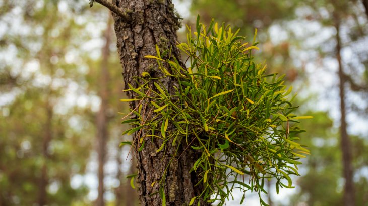 According to a new study from UC Riverside, mistletoe uses an unusual feeding strategy to keep its host alive.