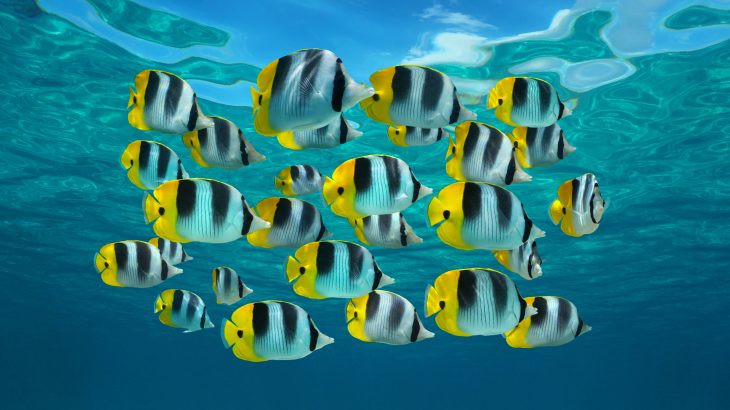 A new study from Rutgers University has revealed that fish help to sequester 1.65 billion tons of carbon through their feces and other excretions.