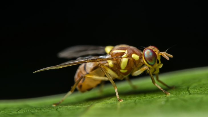 experts report that rapid evolution can help species adapt to new competition, and that these evolutionary changes affect the way that animals handle climate stress.