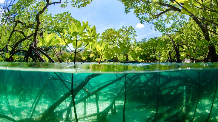 Mangrove forests have a greater capacity to store carbon when they are diverse, according to a new study published by the British Ecological Society.