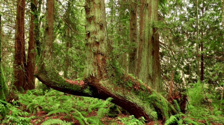 experts report that while smaller trees in the eastern part of the continent have increased their seed production, forests in the western region of North America have become less productive.