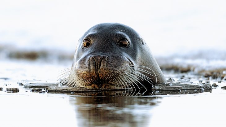 Ambient noise is increasing in the Arctic, and the researchers found that this threatens the reproductive success of bearded seals.