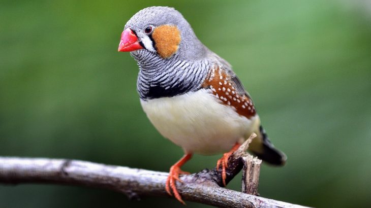 Scientists at the University of Alberta have discovered that zebra finches build their nests based on past experiences
