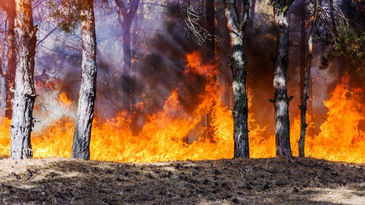 The team analyzed ten years of data and found that repeated fires are driving long-term changes to tree communities and causing population declines.