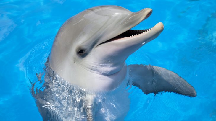Despite the fact that dolphins have not shared a common ancestor with humans for 95 million years, experts have identified a number of personality traits that the two species have in common.