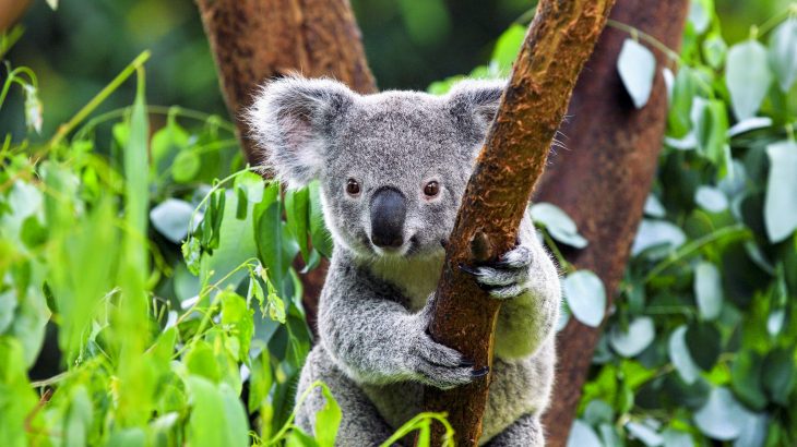 Koalas are being infected with a rapid-spreading virus that causes cancer, according to a new study from the Leibniz Institute for Zoo and Wildlife Research.