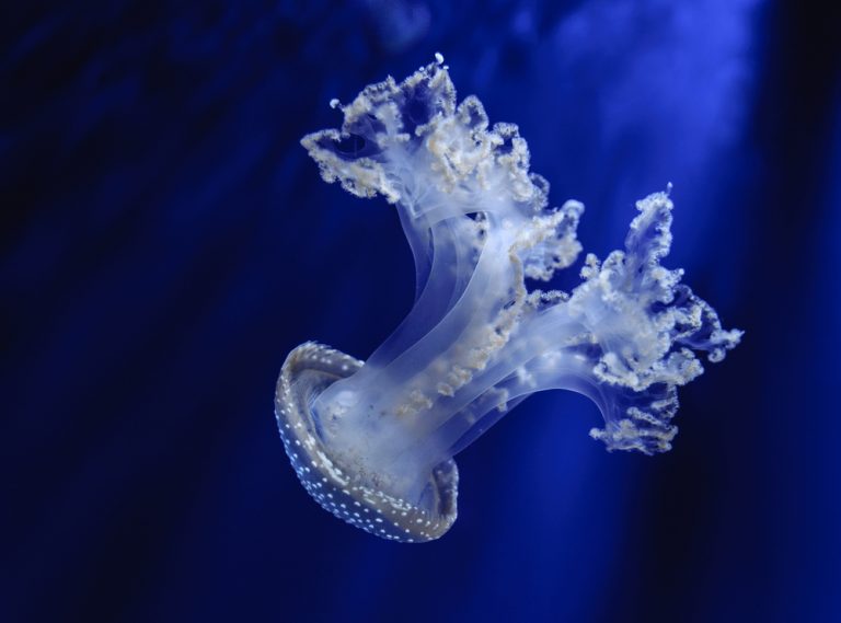 Cnidarians - Earthpedia - Earth.com