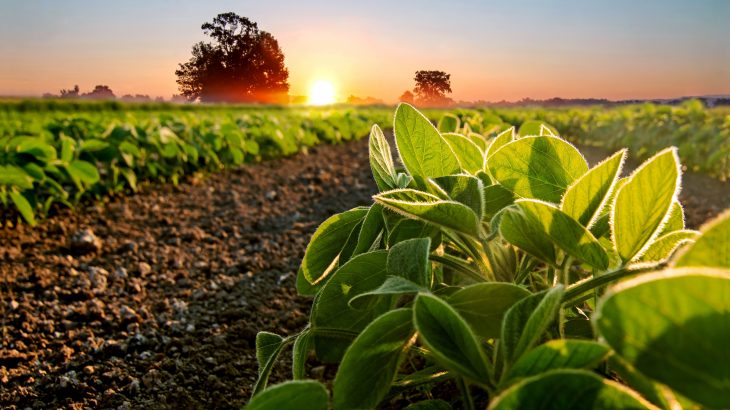 Plants set their circadian clock in the evening to make sure they have enough energy to make it through the night, according to a new study from the University of York