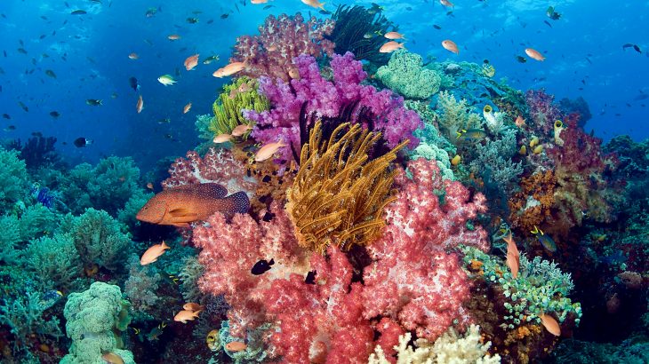Scientists at the ARC Centre of Excellence for Coral Reef Studies have conducted the first investigation into how many corals there are