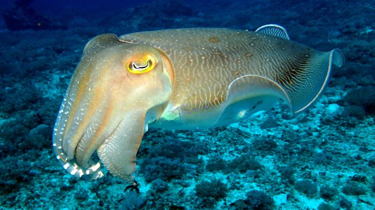 Cuttlefish have the capacity to delay gratification, according to a surprising new study from the Marine Biological Laboratory (MBL).