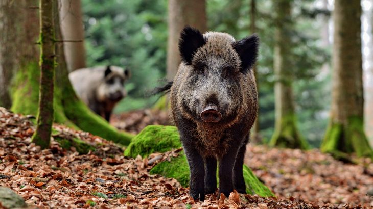 The research shows, for the first time, that wild pigs help to promote biodiversity across forest ecosystems.
