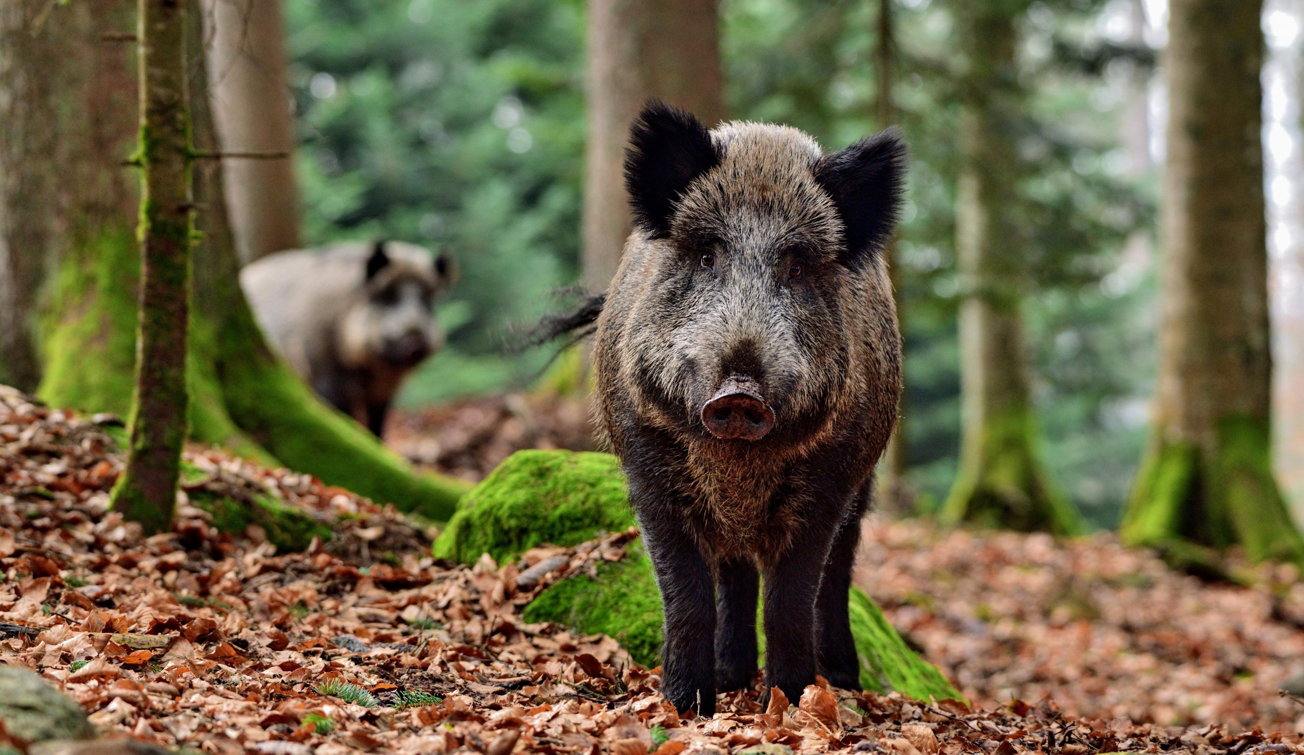 Wild pigs help promote tree diversity in rainforests
