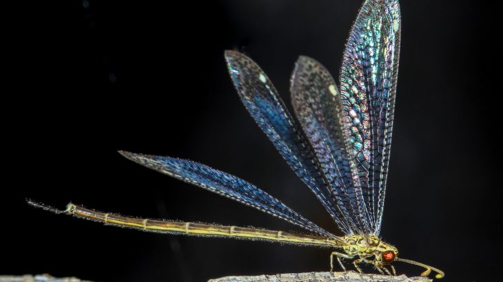 A new study from the University of Bristol has explored how long some animals will fake their own death to evade predators
