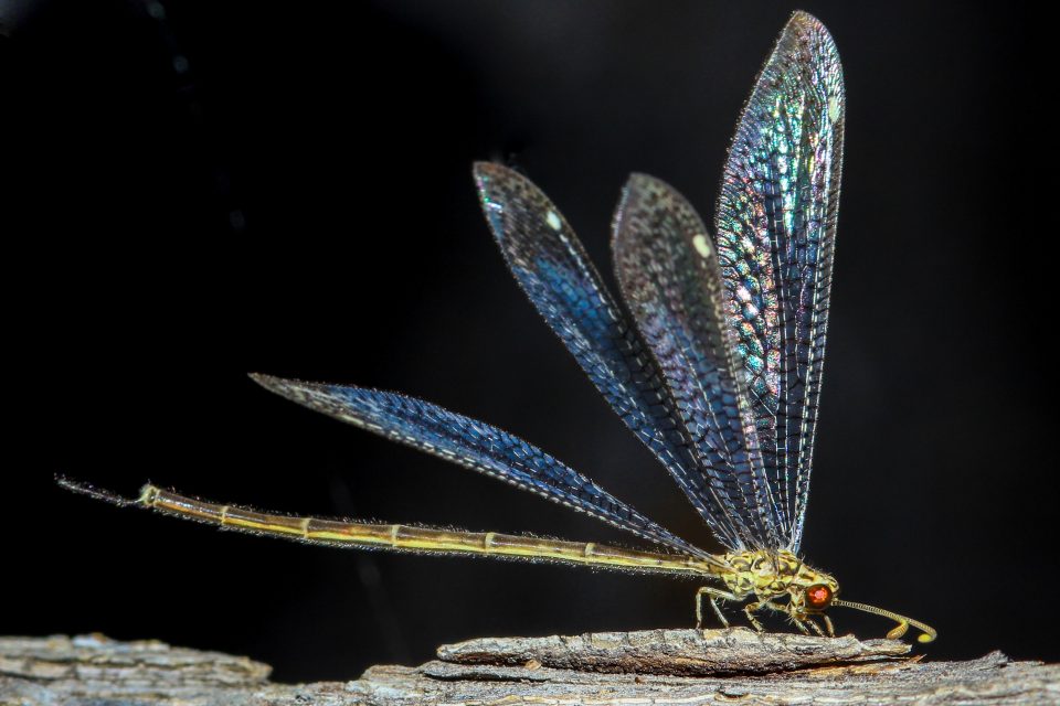 Faking death is a good way for animals to stay alive • Earth.com