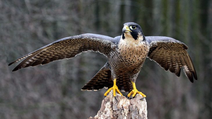 In a new study of peregrine falcons, experts have found compelling evidence that birds have a "migration gene."